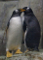 Penguins snuggling from the Le Biod&ocirc;me de Montr&eacute;al.