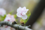 "Cherry Blossom Land" in Branch Brook Park, NJ.